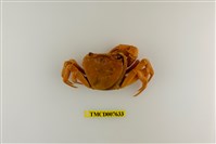 藏品(拉氏清溪蟹)的圖片